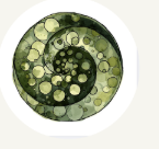 Lichen Research mark, by Amelia